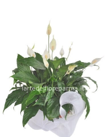 Pianta di spatifillum vaso 22