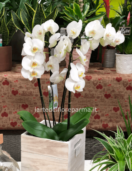Orchidea phalenopsis a quattro rami fioriti con vaso in legno