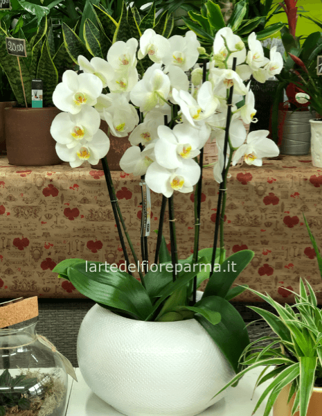 Orchidea in vaso ceramica