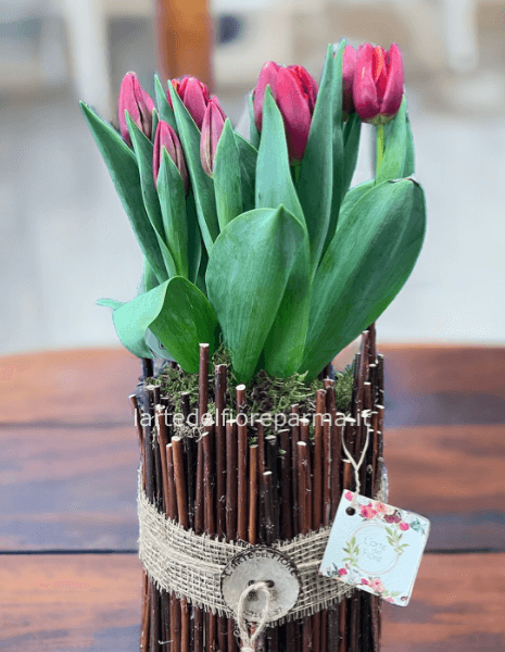 Tulipani bulbo ´