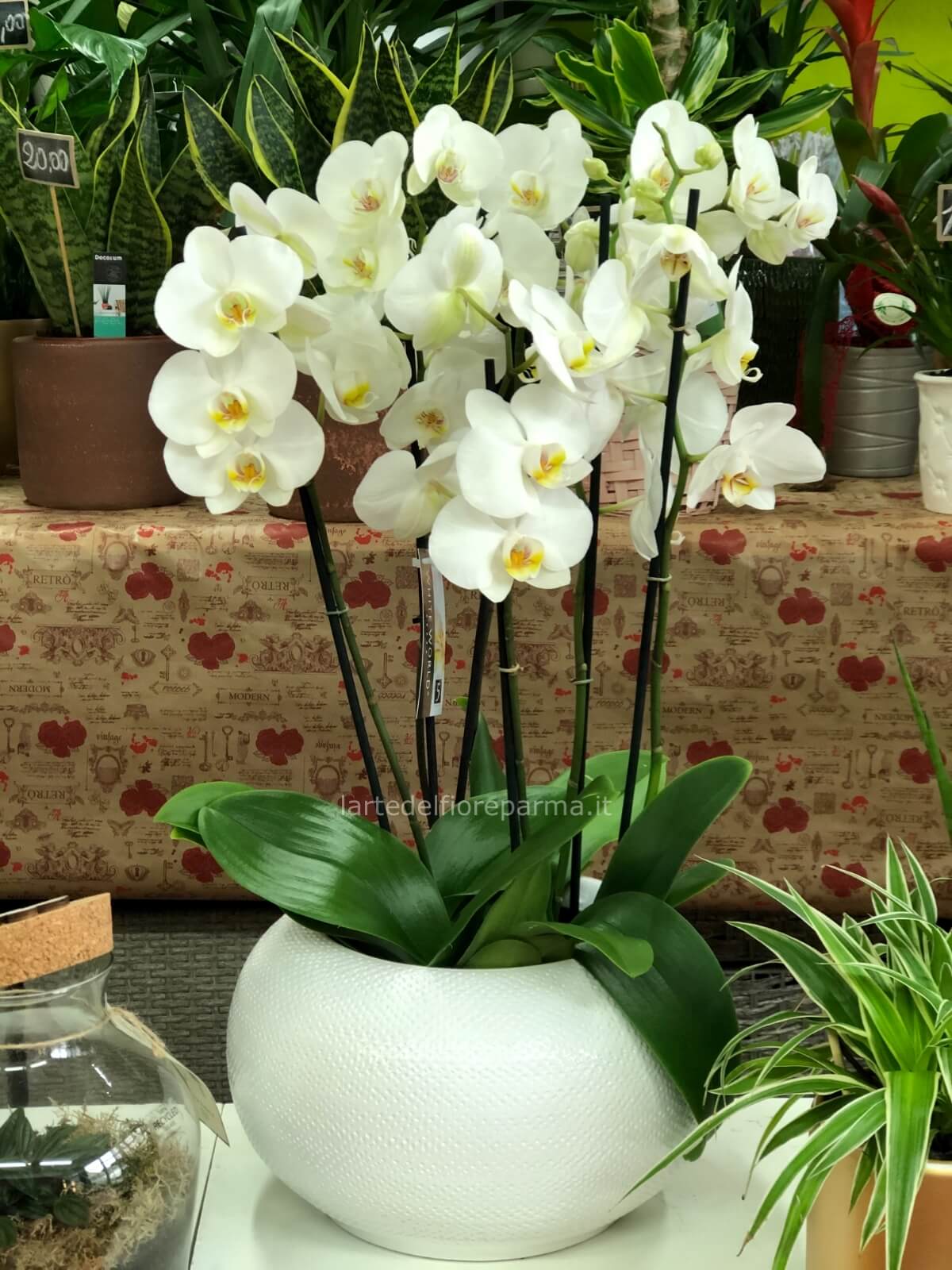 Orchidea super » Fiori a Parma. Fiorista a Parma per inviare a domicilio  omaggi floreali